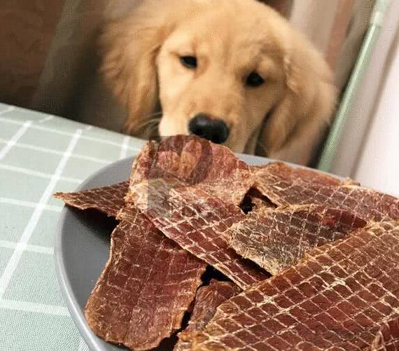 狗狗为什么挑食呢?到底爱吃什么呢?挑食的狗狗是人为炼成的