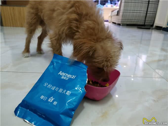 狗狗为什么挑食呢?到底爱吃什么呢?挑食的狗狗是人为炼成的