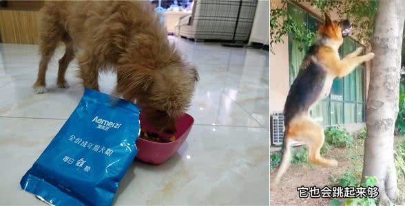 狗狗为什么挑食呢?到底爱吃什么呢?挑食的狗狗是人为炼成的