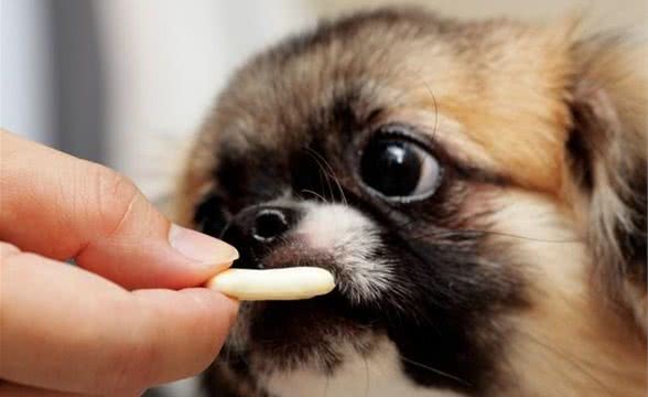 夏日炎炎中,狗狗的特殊饮料,凉爽一夏天!
