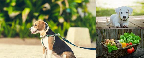 狗狗为什么需要吃果蔬?这3个理由能说服你吗?