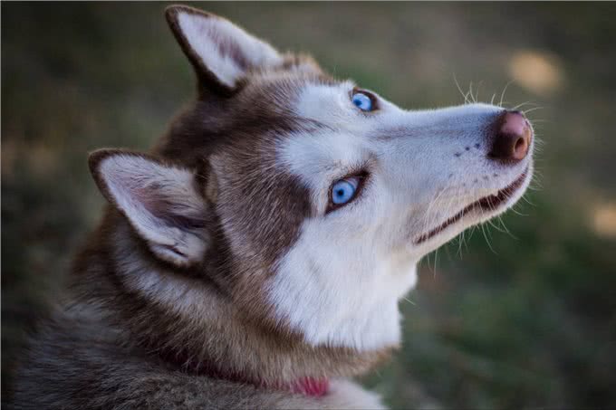 似狼非狼的西伯利亚雪橇犬,哈士奇为什么叫二哈?