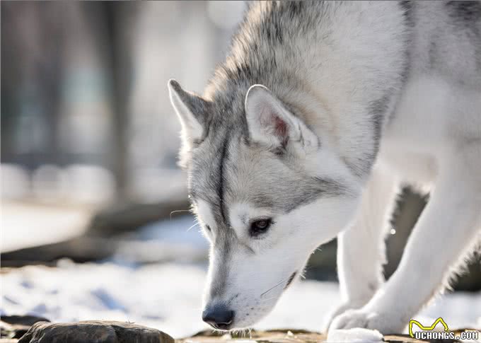 似狼非狼的西伯利亚雪橇犬,哈士奇为什么叫二哈?
