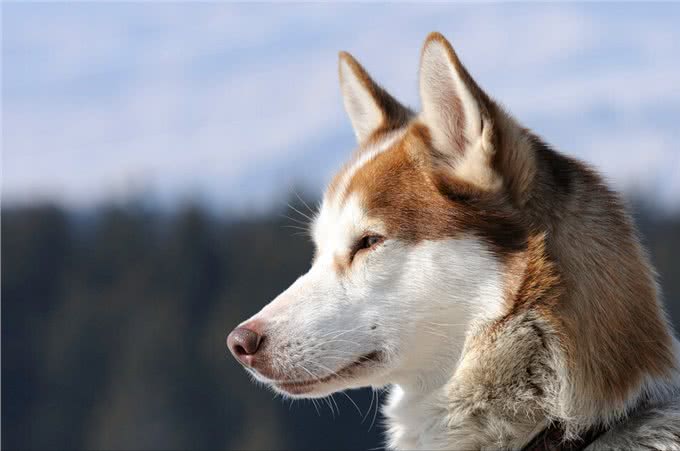 似狼非狼的西伯利亚雪橇犬,哈士奇为什么叫二哈?