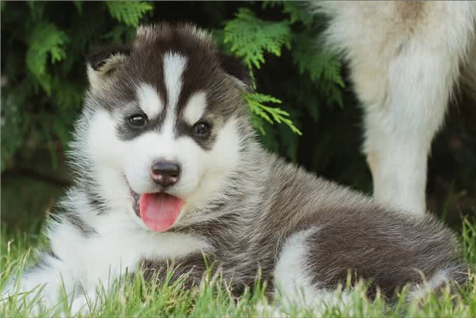 似狼非狼的西伯利亚雪橇犬,哈士奇为什么叫二哈?