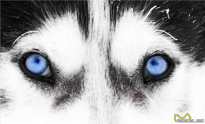 似狼非狼的西伯利亚雪橇犬,哈士奇为什么叫二哈?