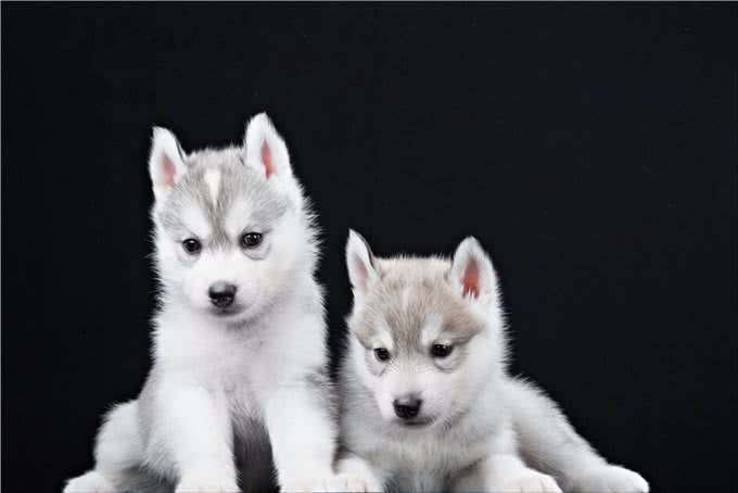 似狼非狼的西伯利亚雪橇犬,哈士奇为什么叫二哈?