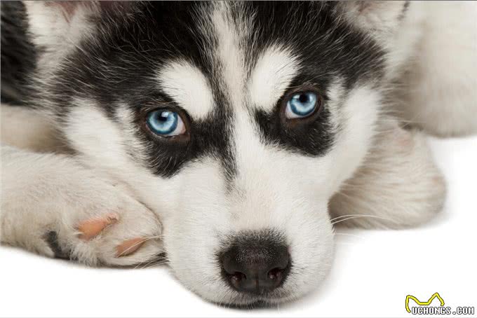 似狼非狼的西伯利亚雪橇犬,哈士奇为什么叫二哈?