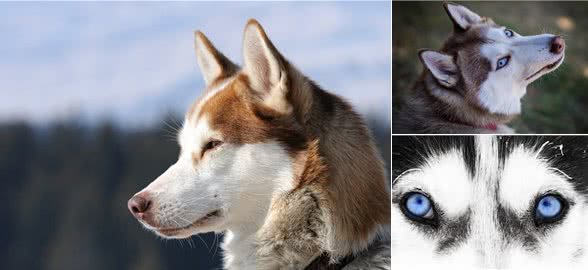 似狼非狼的西伯利亚雪橇犬,哈士奇为什么叫二哈?