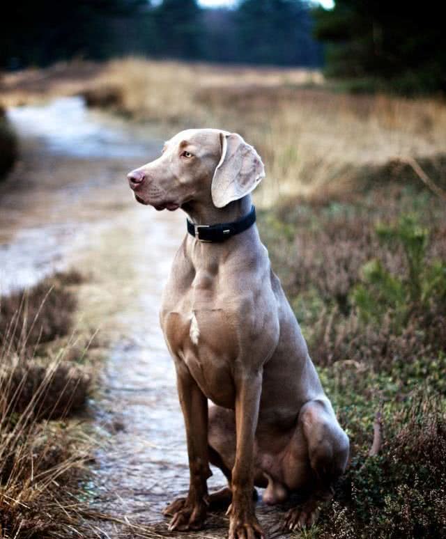 世界名犬—德国魏玛犬幽灵犬