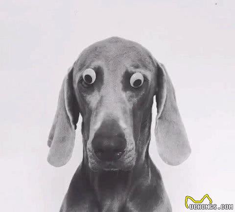 世界名犬—德国魏玛犬幽灵犬