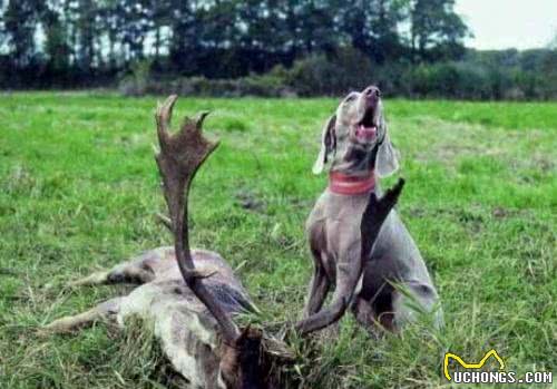 世界名犬—德国魏玛犬幽灵犬