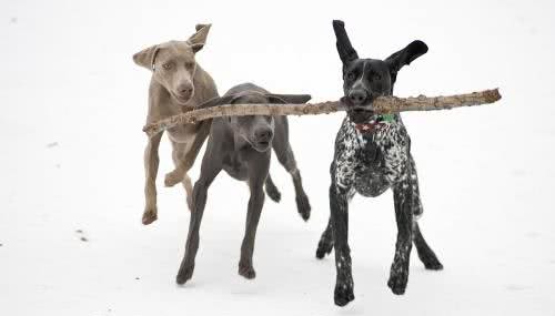 世界名犬—德国魏玛犬幽灵犬