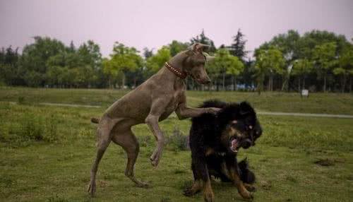 世界名犬—德国魏玛犬幽灵犬