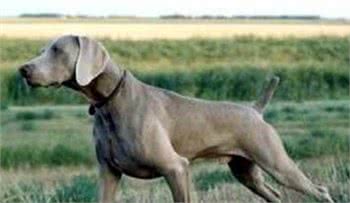 世界名犬—德国魏玛犬幽灵犬