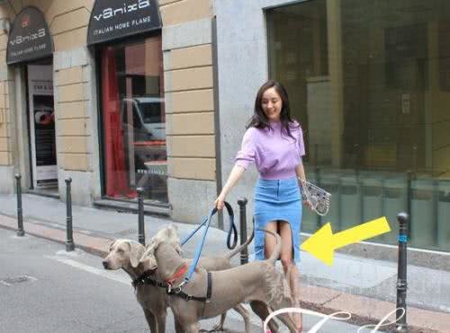 世界名犬—德国魏玛犬幽灵犬