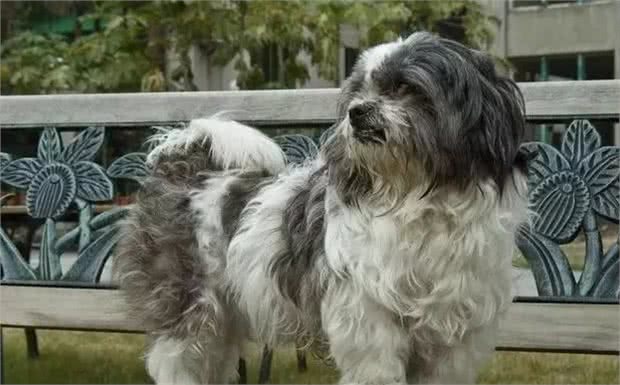 它是中华的稀有名犬,曾为皇室宠物,现却被人们当成土狗