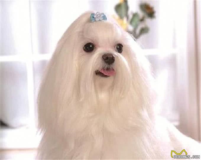 它是中华的稀有名犬,曾为皇室宠物,现却被人们当成土狗