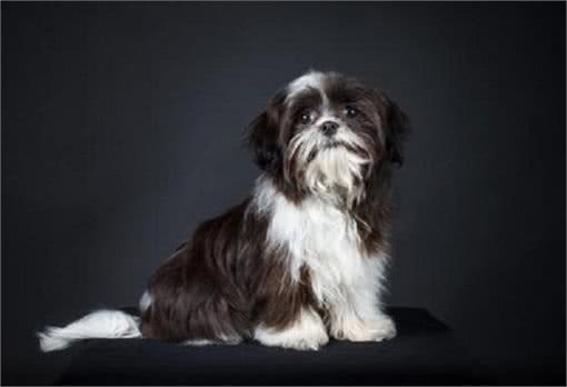 它是中华的稀有名犬,曾为皇室宠物,现却被人们当成土狗
