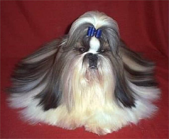它是中华的稀有名犬,曾为皇室宠物,现却被人们当成土狗