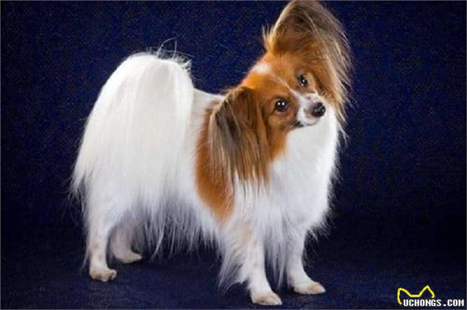 它是中华的稀有名犬,曾为皇室宠物,现却被人们当成土狗