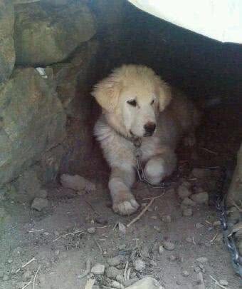 亟需拯救—十大凶猛的中国土狗品种