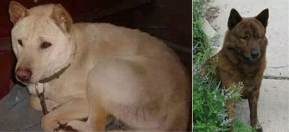 亟需拯救—十大凶猛的中国土狗品种