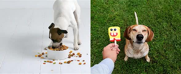 你还在这样喂养狗狗吗?这些雷区你都中了吗?