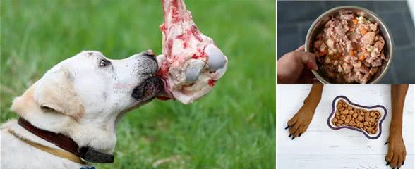 犬粮之谜：生食、自制还是干粮?一场关乎爱犬生死的悬疑抉择