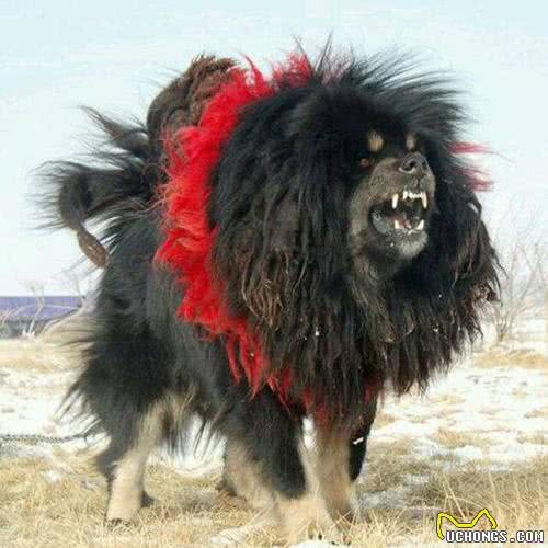 哪只才是世界上最凶猛的狗?