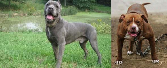 哪只才是世界上最凶猛的狗?