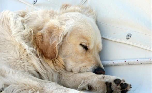 没必要买狗窝，这6个地方，才是狗狗最爱睡觉的地点