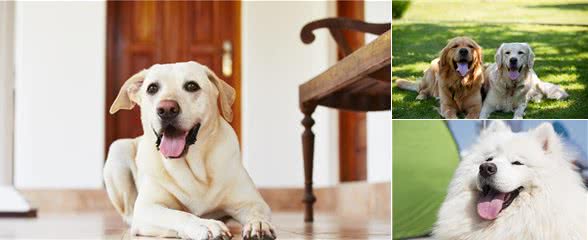 七种脾气好到爆炸的狗狗,快来看看有没有你家的那一只