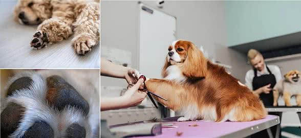 如何修剪狗狗脚掌的毛发:5个建议和技巧