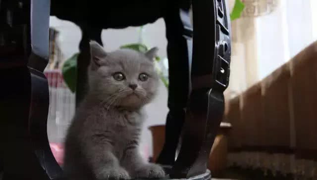 四大蓝猫鉴定