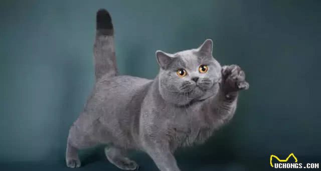 四大蓝猫鉴定