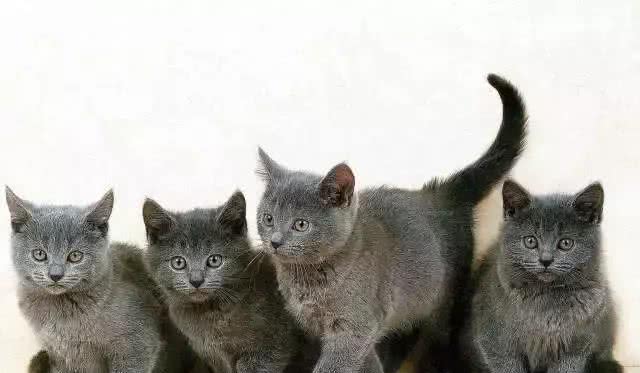四大蓝猫鉴定