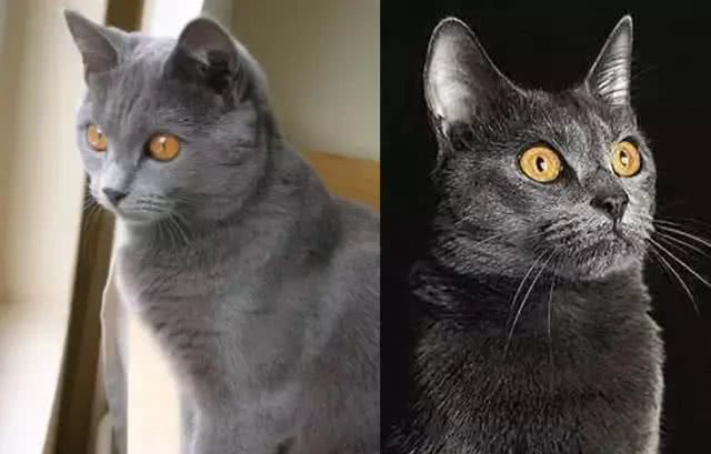 四大蓝猫鉴定