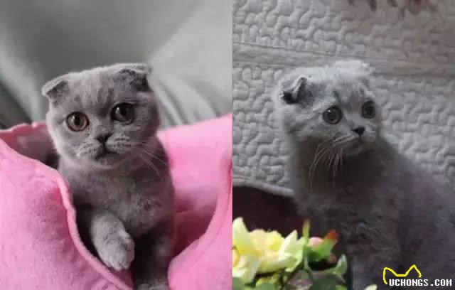 四大蓝猫鉴定