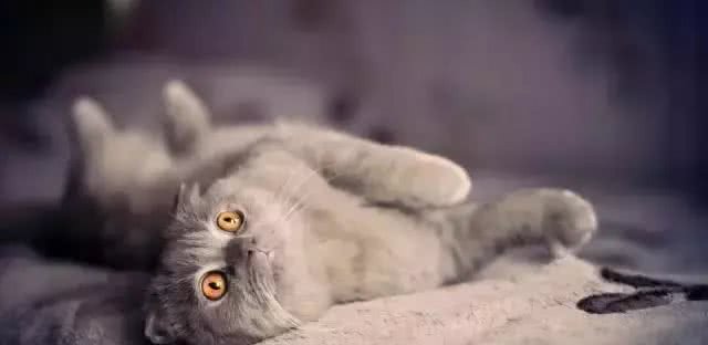 四大蓝猫鉴定