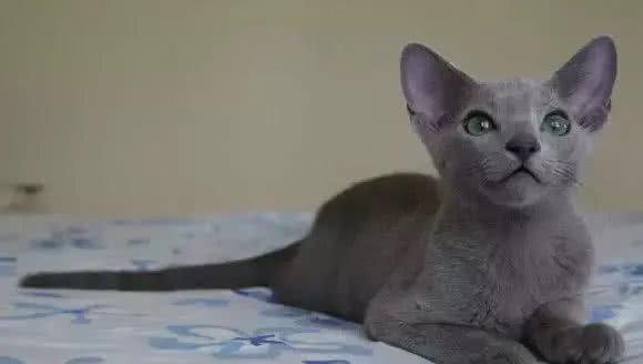 四大蓝猫鉴定