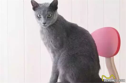 四大蓝猫鉴定