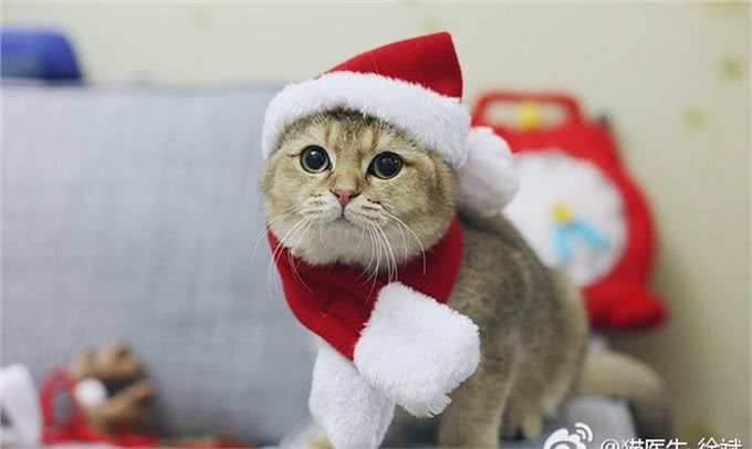 猫品种特异性疾病