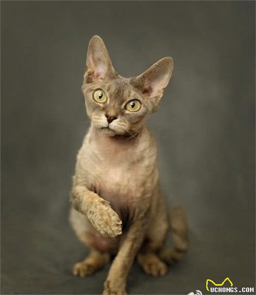 猫品种特异性疾病