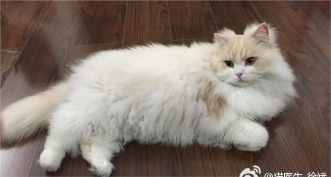 猫品种特异性疾病