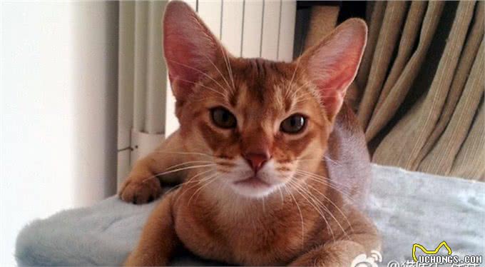 猫品种特异性疾病