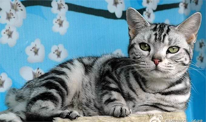 猫品种特异性疾病