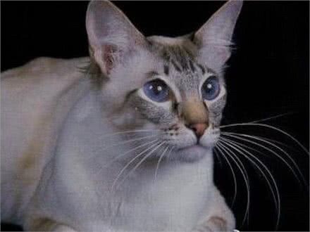 猫品种特异性疾病