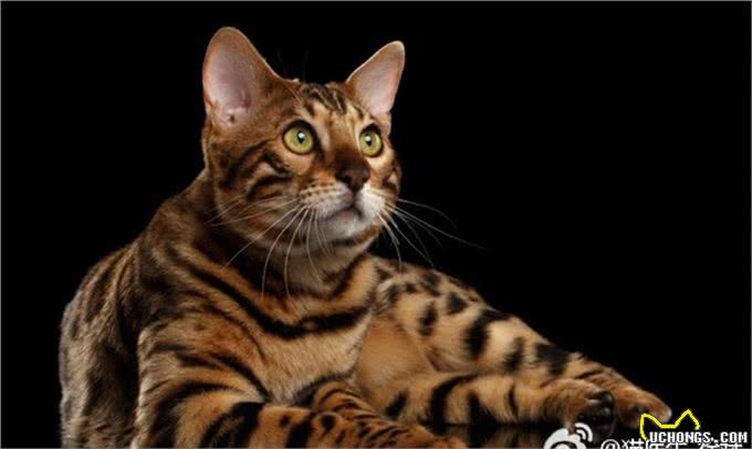 猫品种特异性疾病