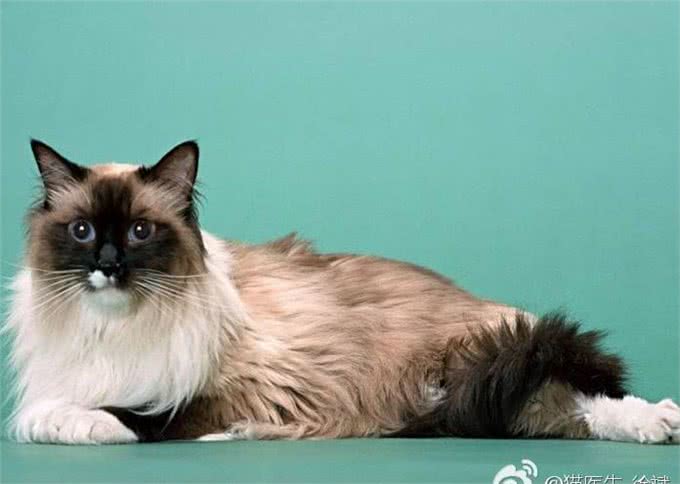 猫品种特异性疾病